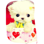 Cute dog :)