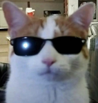 T.K.C THE KITTY CLAN