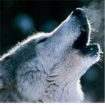 Golden VIP Wolves