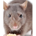 Monkeys Rat Empire