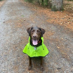 Dog obby