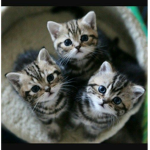 #The Cat Warriors