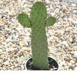 Cactusus World