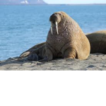 The empire of walruses and potatoes