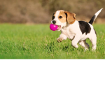 Puppy dog club!