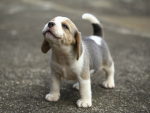 PUPPYSSSSSSSSSSSSSSSSSSS