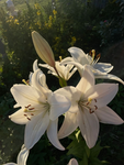 Peace, passion, and the joy of rebirth.