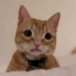 DROOLINGCATGROUP