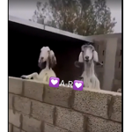 قروب خالدد
