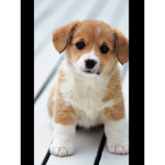 Cute tiny puppy group