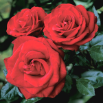 The Traveling Rose's