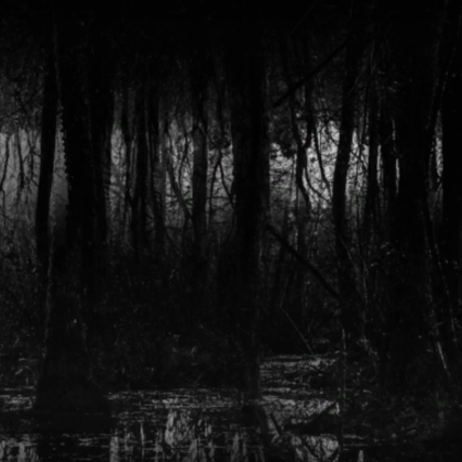Dark Wicked Forest