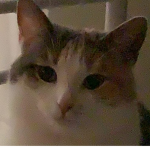 Gracie the really cute cat