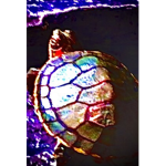 The turtle bruhs