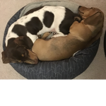 Louie + Sophie Projects!