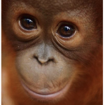 The monkey savers