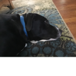 # dogs rule
