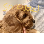 Puppy wonder