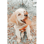 Gaming fluffy puppies