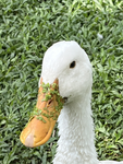 DUCK.FAM