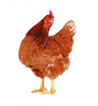 Ps rip nugget