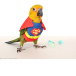 birds are my queens