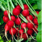 Radish Fanclub!