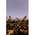 Izzy_Gaming