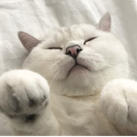i love kittens too