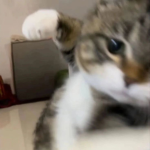 cat skins