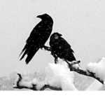 Crowz Gang
