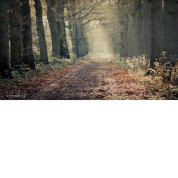 THE WOODS