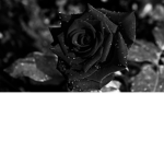 blackpearl production
