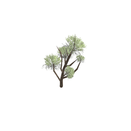 desert tree!