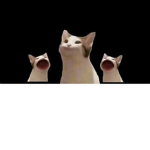 The PoP Cats Culture
