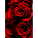 Best Roses
