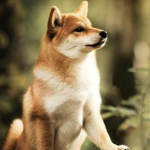 Hyper Super Fren Doge