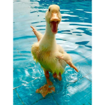 Wet_Ducks Army