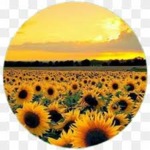 -sunflower-
