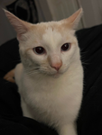 Join if u love CATS!!! >:3