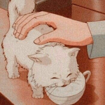 Cut cats