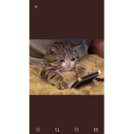 The Cute Kat Group