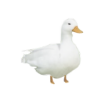 Duck’s Bargains