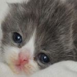 Cats and Kittens Galore