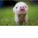 Piggs United Official