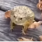 The Epic Frog Studio