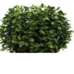 The True Bush Army