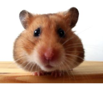 Hamster Games