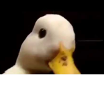 De Duck Army