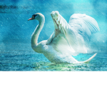 the water swans